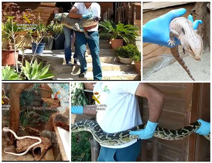 Animales peligrosos intervenidos/Guardia Civil.